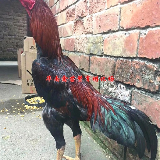 贵阳斗鸡苗 