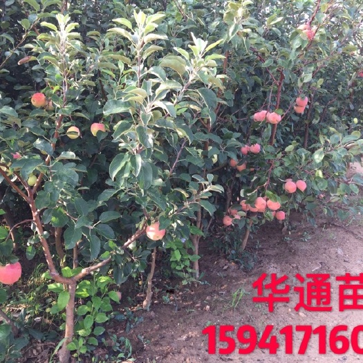营口红色之爱苹果苗 1~1.5米 