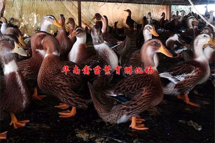 贵阳大白沙鸭苗 
