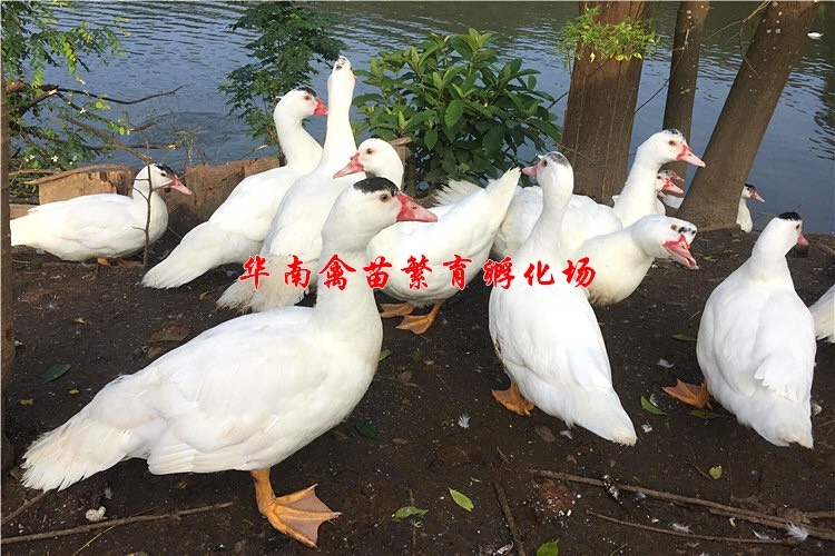 贵阳大种白番鸭苗 