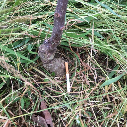 苍溪县苍溪红心猕猴桃苗 嫁接苗 