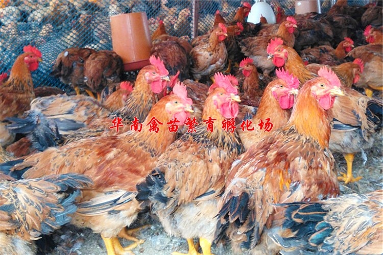 贵阳良凤花鸡苗 