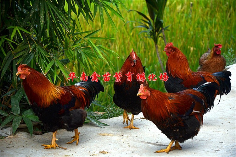 贵阳广东清远鸡鸡苗 