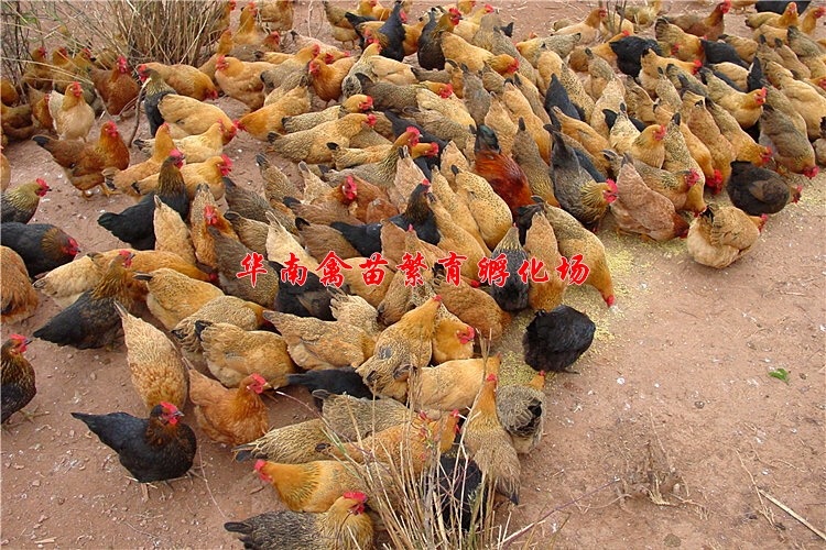 贵阳桂香土鸡苗 