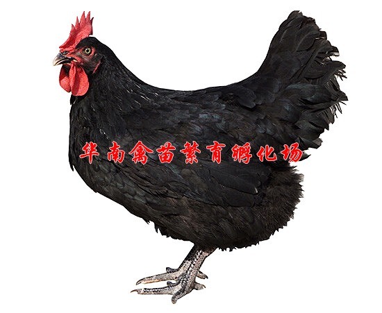 贵阳黑鸡苗 