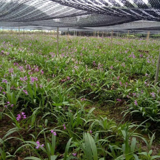紫花白芨苗