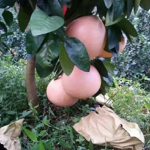漳平市产地供应三红蜜柚苗 皮红肉红泡沫红皮薄无籽
