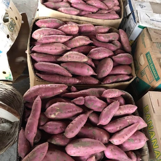 双辽市沙地红薯 混装通货 红皮
