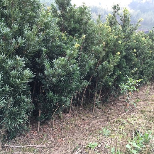 漳平市普通罗汉松