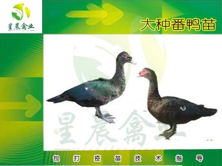 南宁黑番鸭苗 