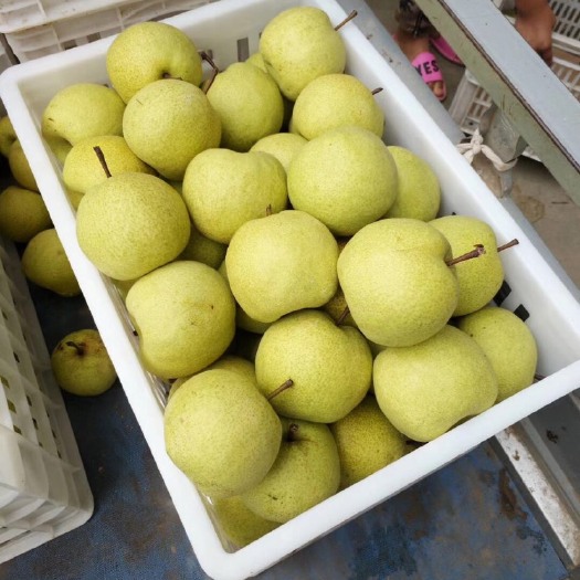 精品酥梨 砀山县万亩梨园 品质保证 按需分拣包装 代发全国