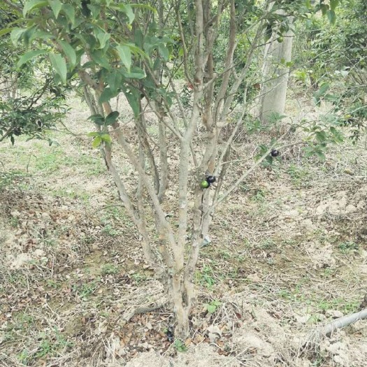 沭阳县红花木槿  优质木槿，自家苗圃一手货源，农户价直销供应广大用苗单位