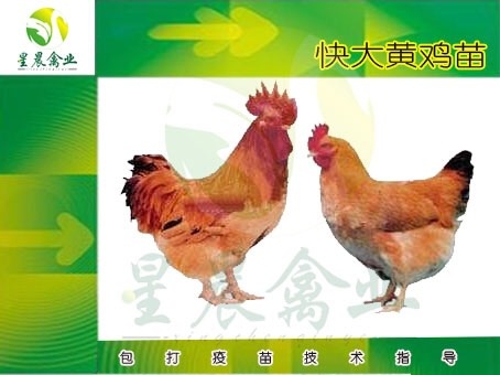 南宁快大黄鸡苗 