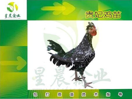 南宁贵妃鸡苗