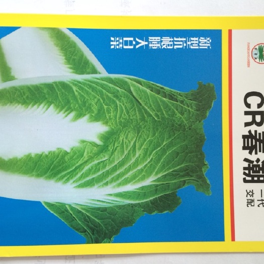昆明大白菜种子 原种 