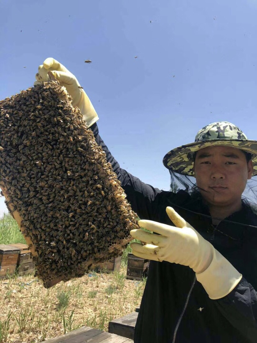  青海柴达木盆地高原密纯42蜂蜜野生枸杞花朵密黑枸杞密