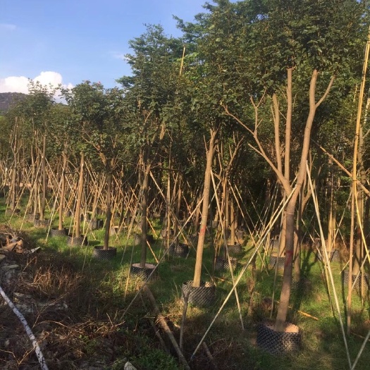 普宁市黄花风铃木