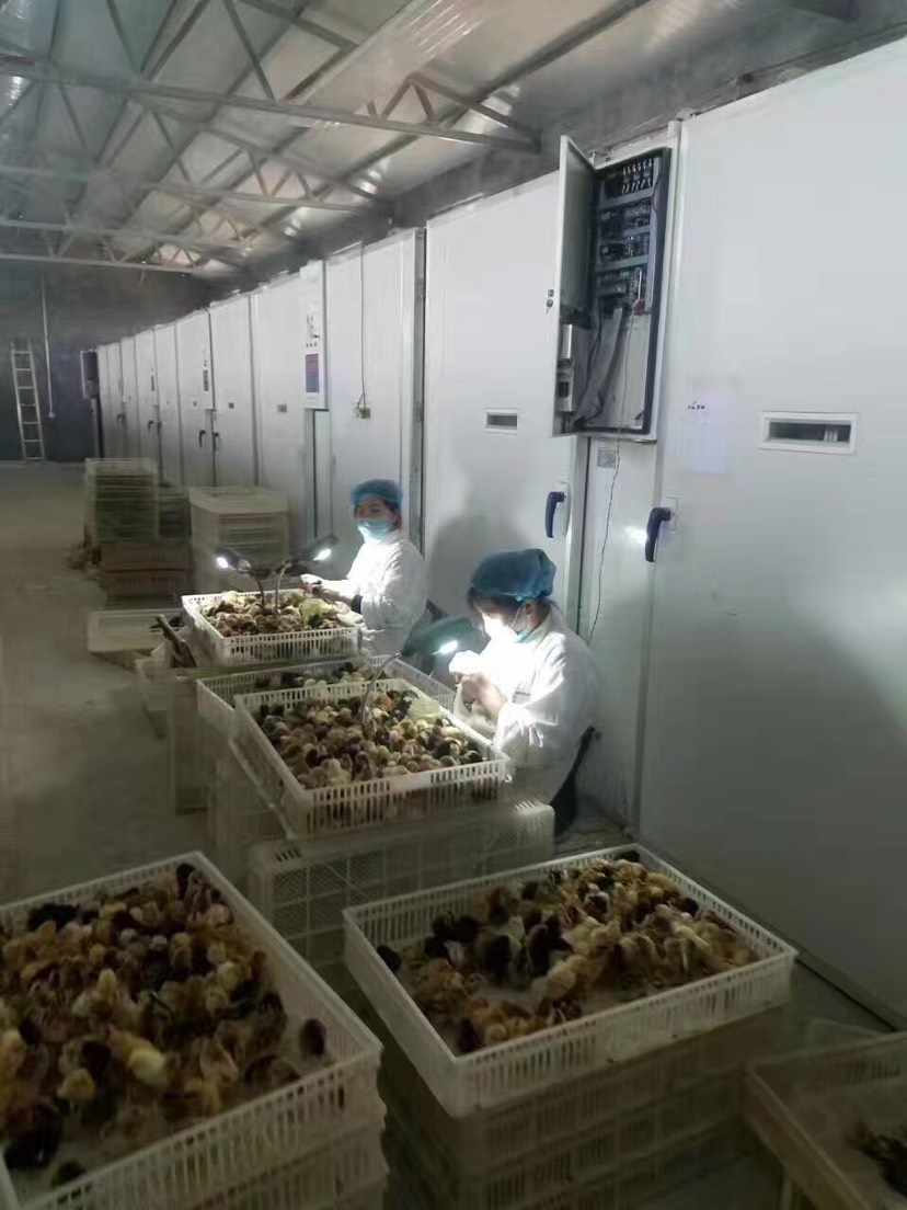 柴鸡苗 可以辨别公母