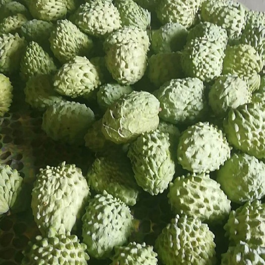漳州释迦 250-300g