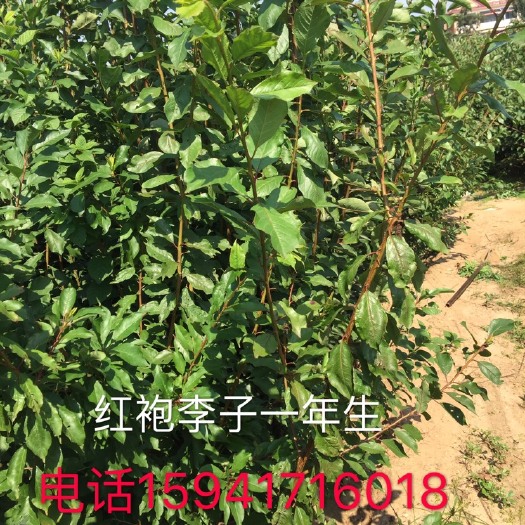 营口大红袍李子苗