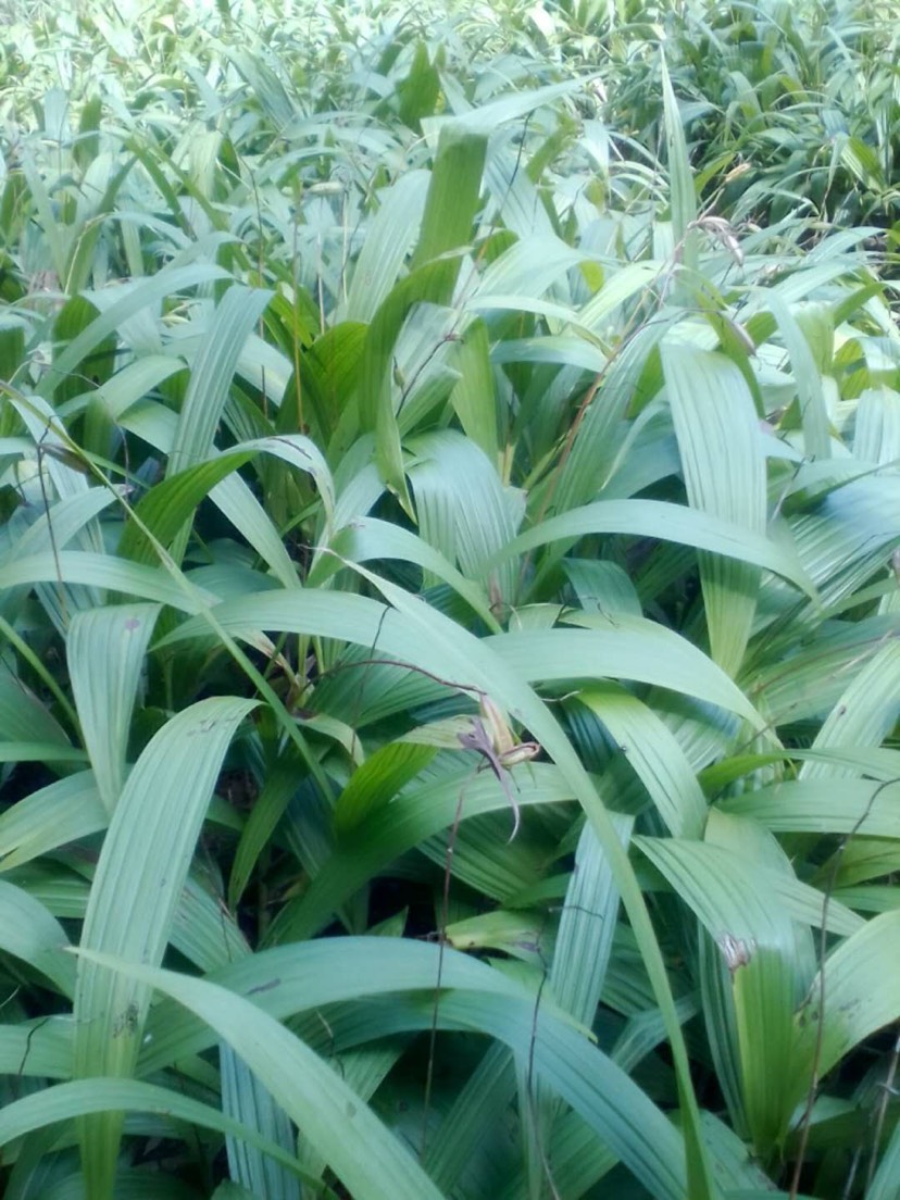 白芨種子  紫花三叉白芨產(chǎn)量高