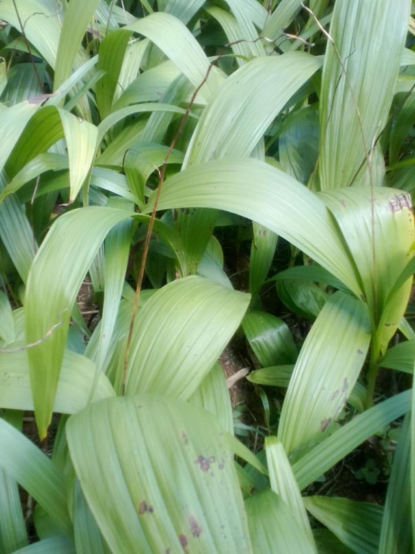 白芨種子  紫花三叉白芨產(chǎn)量高