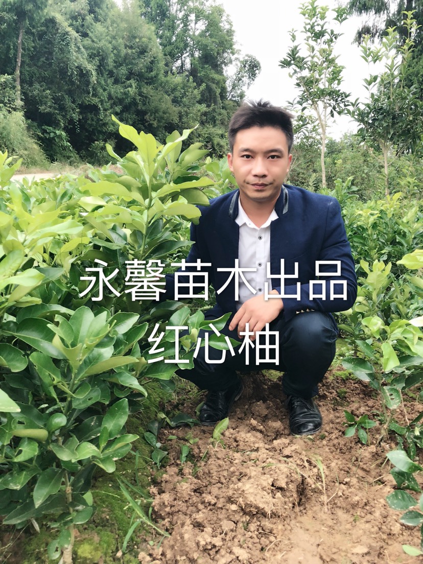 紅心柚苗 30公分以上，包成活