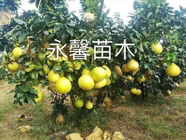 苍溪县红心柚苗 30公分以上，包成活