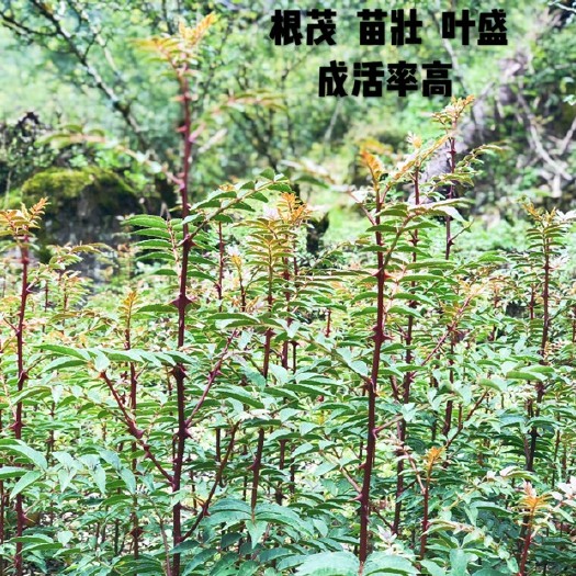 汉源县汉源花椒苗 正宗 合作社诚信经营