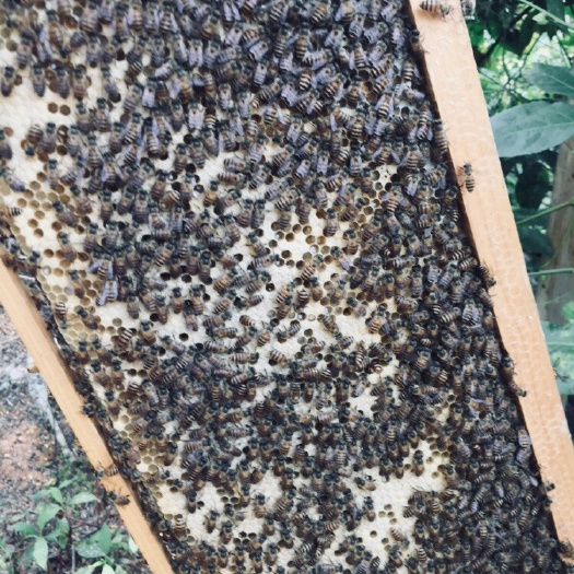 漳州中蜂