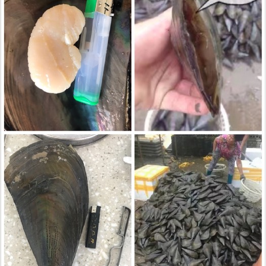 连云港带子