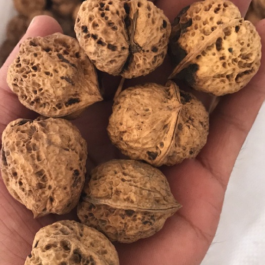 广州云南核桃