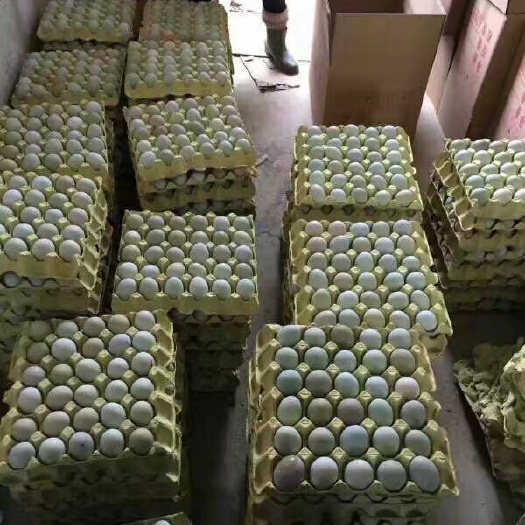东台市绿壳蛋  绿壳鸡蛋 箱装 食用