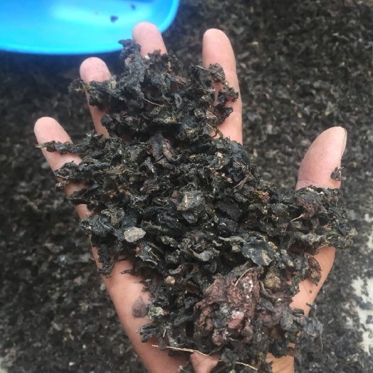 南漳县2020新货地皮菜过筛各种规格供应