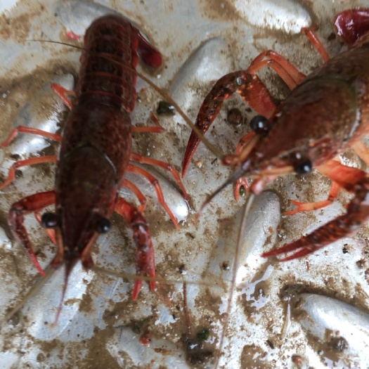 珠海洪湖小龙虾 4-6钱 人工养殖