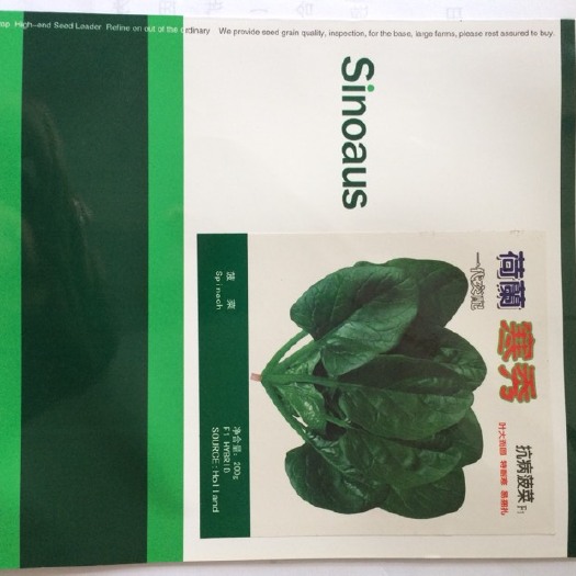 昆明黑圆大叶菠菜种子