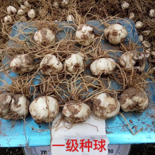 兰州百合种球