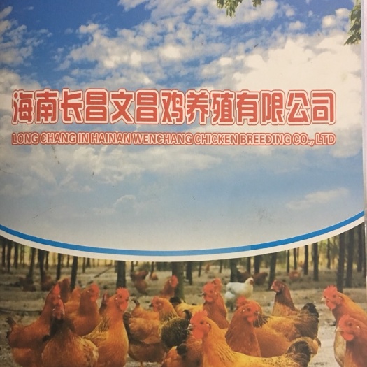 文昌市 海南文昌鸡
