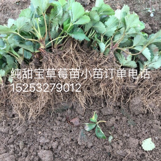 平度市奶油草莓苗 地栽苗 10公分以下