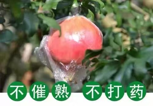 东明县蒙自石榴 0.6 - 0.8斤
