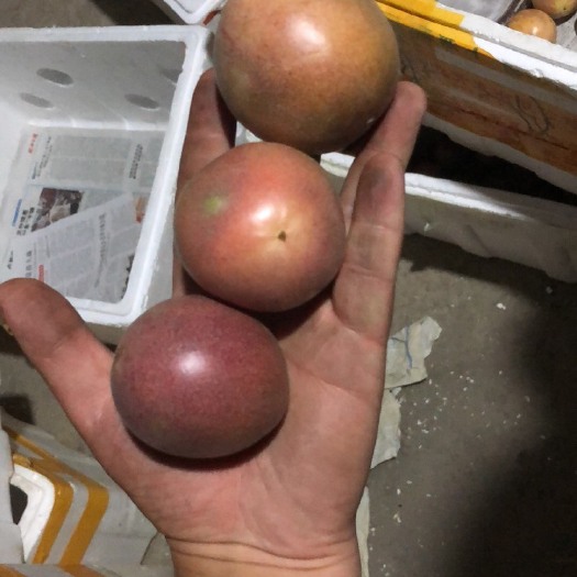 龙岩紫红色百香果 40 - 50克