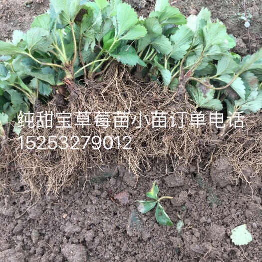 平度市奶油草莓苗 地栽苗 10公分以下
