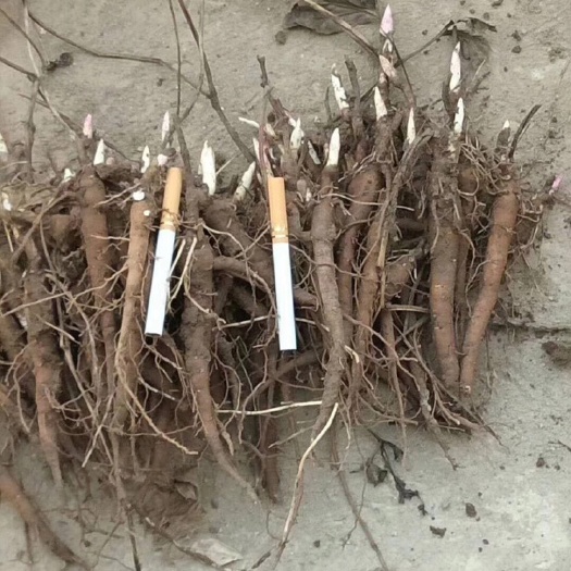 单县赤芍种苗 