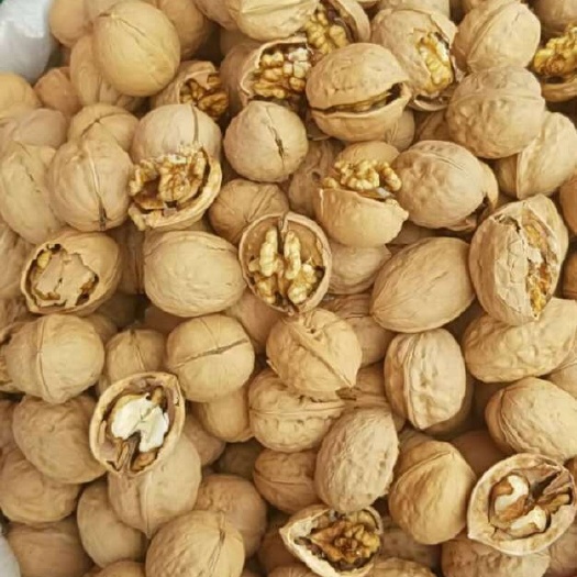 昆山市新疆核桃 