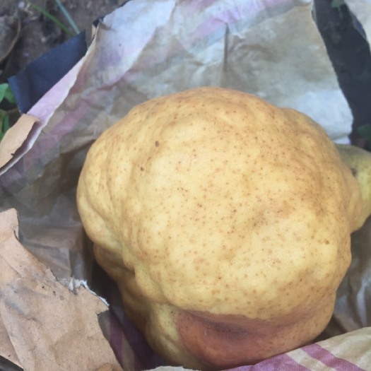 莱阳市丑梨 300-350g 85mm以上