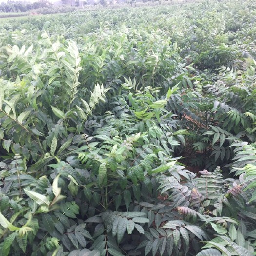 南阳红油香椿苗 2公分以下
