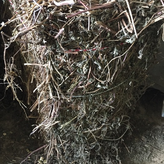 新野县薄荷 