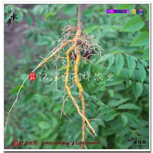 重庆市黄柏