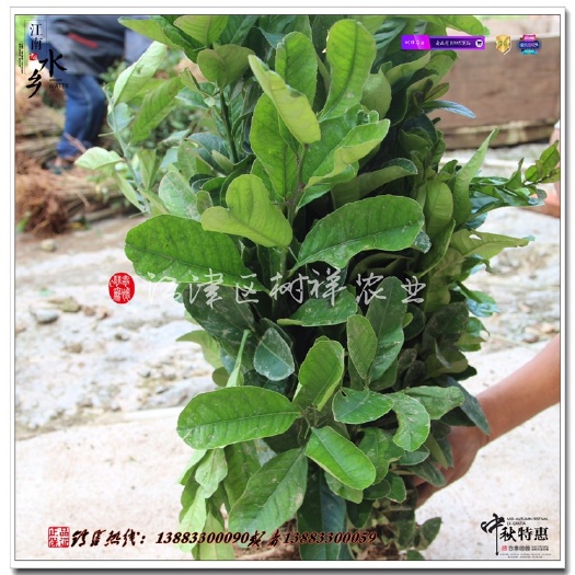重庆市佛手苗