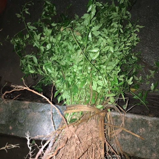 重庆市迎春花 